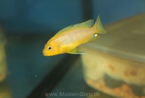 Metriaclima sp. 'lime nkhomo' Mbenji Island